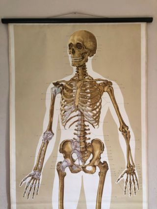 Vintage FULL BODY SKELETON School Chart Anatomy MEDICAL SCHOOL WALL ...