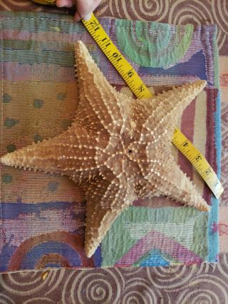 Vintage Starfish Large 12 "