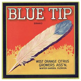 Vintage,  Blue Tip Orange Fruit Crate Label || Winter Garden,  Florida