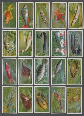 1928 Morris & Sons At The London Zoo Aquarium Tobacco Cards Complete Set Of 35