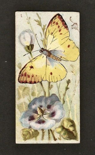 N217 Butterflies Of The World 1: White: Kinney Cigarette Card 1888