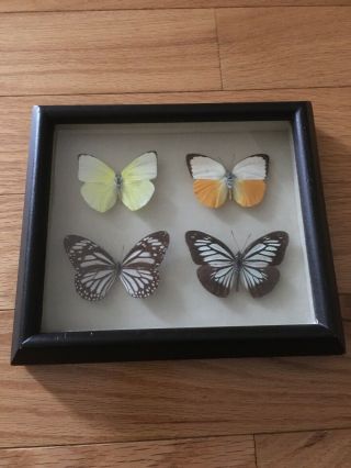 Vintage Butterfly Framed Specimen Insect Shadow Box 8x7