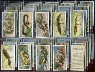 Tobacco Card Set,  John Player Overseas,  Animals Of The Countryside,  Pictures,  1939