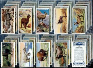Tobacco Card Set,  John Player & Sons,  Natural History,  Animals,  1924