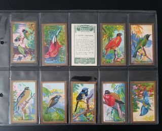 Cigarette Cards - Carreras - Feathered Friends - Full Set - Vg