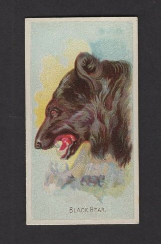 1888 Allen & Ginter Wild Animals Of The World N25 Black Bear