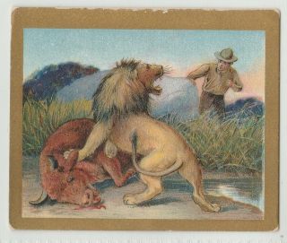 Turkish Trophies Tobacco Card - Fable Series (the Herdsman & The Bull)