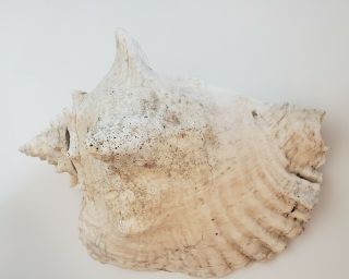 Large Conch Shell Vintage Just Under 10 Inches 2