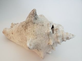 Large Conch Shell Vintage Just Under 10 Inches 3