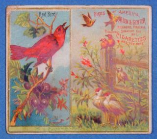 1888 N37 Large Red Bird Allen & Ginter Birds Of America Tobacco Trade Cardvic - S3