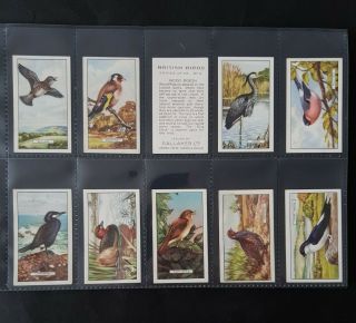 Cigarette Cards - Gallaher - British Birds - Full Set 48 - Vg - Ex