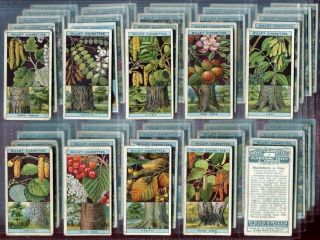 Tobacco Card Set,  Wd & Ho Wills,  Flowering Trees & Shrubs,  1924
