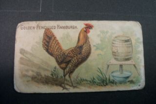 Cigarette Tobacco Card Allen & Ginter Prize & Game Chickens Hamburgh N20 1892
