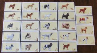 1934 Gallaher " Dogs " Cigarette Tobacco Cards Complete Set Of 24 Block Captions