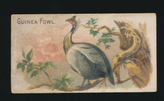 1892 N20 Allen & Ginter Cigarettes Prize Chickens - Guinea Fowl