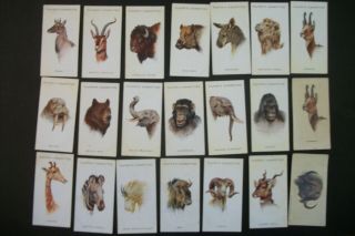 Cigarette Tobacco Cards Players Wild Animal Heads 1931 21 Cards