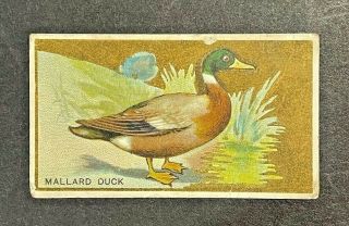 1910 Old Mill Cigarettes Bird Series Tobacco Card - Mallard Duck