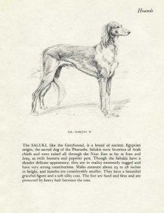Saluki - 1945 Vintage Dog Print - G.  Cook