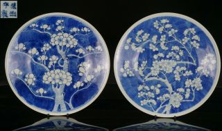 2 X Large Antique Chinese Blue And White Porcelain Prunus Charger Kangxi 19th C