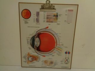 Vintage 1979 Anatomical Eye Chart / Clip Board Quick Ship