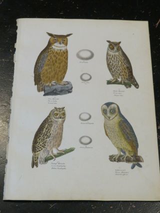 Birds - Naturgeschichte Der Vögel.  Schinz,  Hans Rudolf,  Zurich 1854 Plate 9