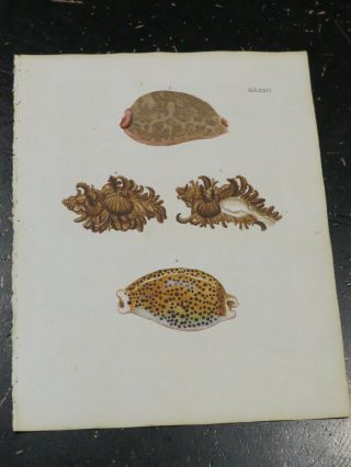 Shells - Wolfgang Knorr,  Nuremberg,  Ca: 1764,  Plate Xxvi