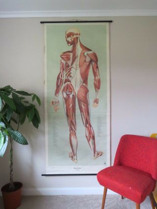 Vintage Pull Roll Down Medical School Wall Chart Muscular System Full Body Back