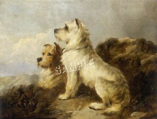 2 Westies West Highland Terriers Canvas Dog Art Print