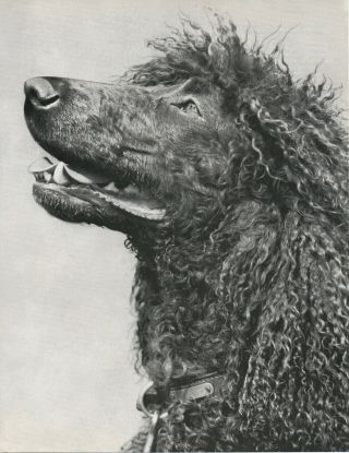 Face Of Irish Water Spaniel Vintage 50 Year - Old Full Page Photo Print
