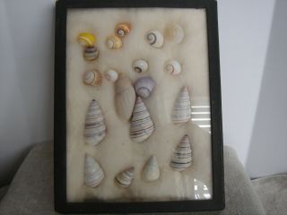 Sea Shells Framed Riker Specimen Display Case 19 Shells w/Typed List Vintage 2