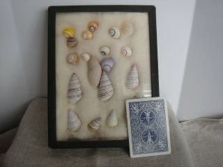 Sea Shells Framed Riker Specimen Display Case 19 Shells w/Typed List Vintage 3