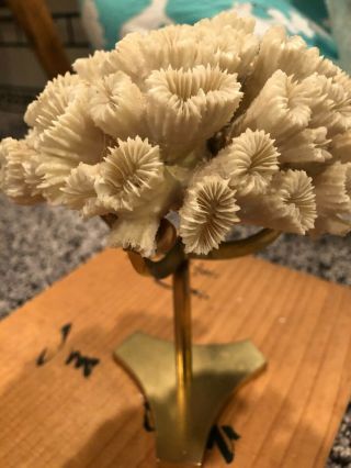 Vintage Caribbean White Bloom Coral W Decorative Brass Stand