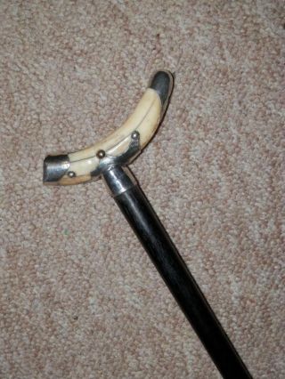 Victorian Walking Stick W/ Bovine Bone Handle & H/m Silver Fixings 1893 - 92cm