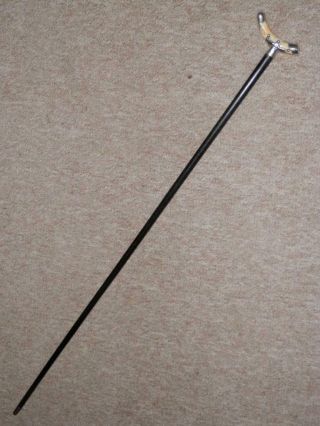 Victorian Walking Stick W/ Bovine Bone Handle & H/m Silver Fixings 1893 - 92cm 2