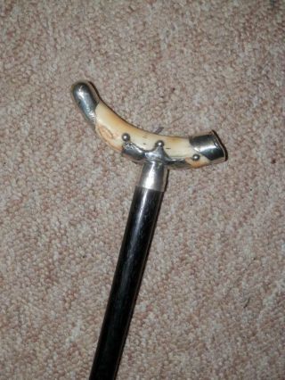 Victorian Walking Stick W/ Bovine Bone Handle & H/m Silver Fixings 1893 - 92cm 3