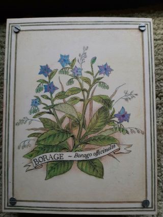 Vintage Flower Press Wooden Art Botanical Presser With Cardboard Inserts Borage