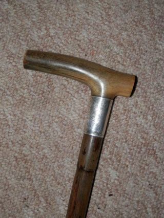 Antique Walking Stick/cane W/ Bovine Horn Handle & H/m Silver Collar 1913 - 91cm