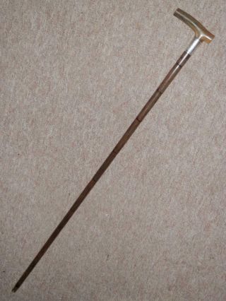 Antique Walking Stick/Cane W/ Bovine Horn Handle & H/m Silver Collar 1913 - 91cm 2
