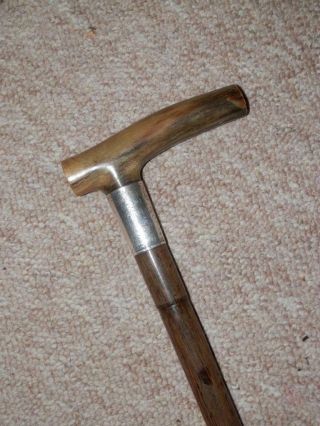 Antique Walking Stick/Cane W/ Bovine Horn Handle & H/m Silver Collar 1913 - 91cm 3