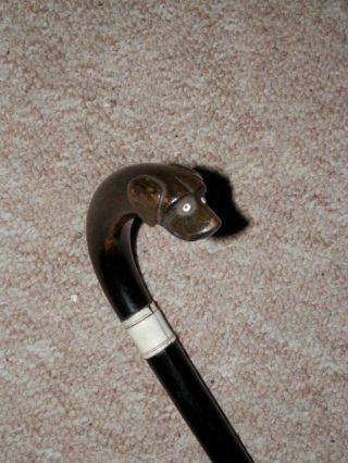 Antique Walking Stick/cane W/ Bovine Horn Spaniel Head Crook Handle - 83.  5cm