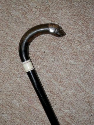 Antique Walking Stick/Cane W/ Bovine Horn Spaniel Head Crook Handle - 83.  5cm 2