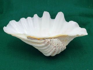 Vintage Clam Shell Tridacna Gigas Seashell 10.  5 " X 6.  5 "