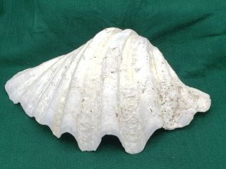 Vintage Clam Shell Tridacna Gigas Seashell 10.  5 