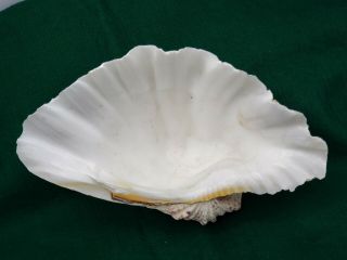 Vintage Clam Shell Tridacna Gigas Seashell 10.  5 
