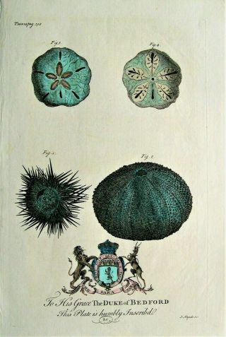 West Indies Antique Print: Sand Dollar: Sea Urchin: Hand Colored: London,  1750