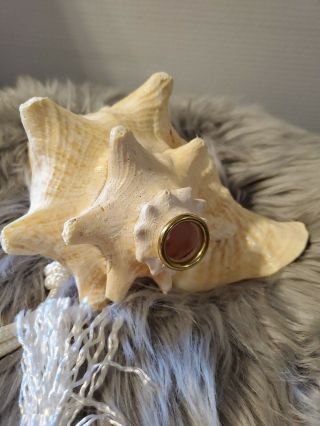 Large Conch Queen Shell Horn Trumpet With Strap 8 