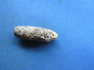 VINTAGE FOSSILIZED FOSSIL PINE CONE,  SEEDS AND SEED HOLES 2