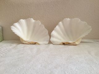 Vintage Large Natural Clam Shell Tridacna Gigas Sea Shell - (2) Set