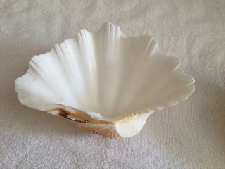 Vintage Large Natural Clam Shell Tridacna Gigas Sea Shell - (2) Set 3