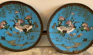 Antique Japanese Meiji Cloisonné Bronze Enamel Matching Flower,  Bird Plates